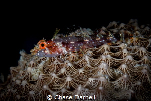 "Fin Up"
A large Triple Fin Blenny sitting on a sponge w... by Chase Darnell 